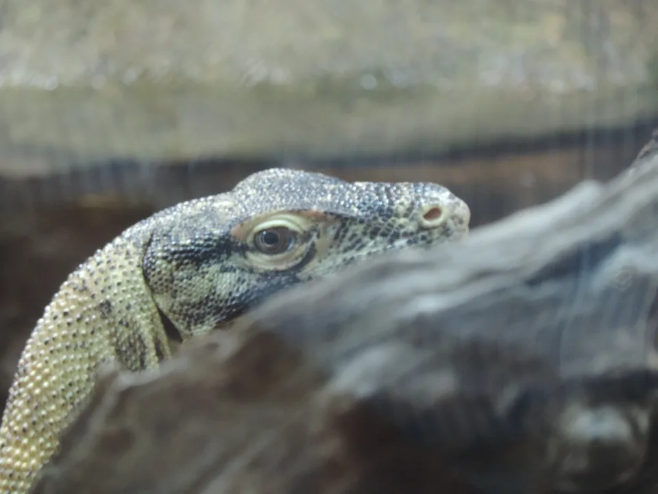 A monitor lizard's patterned head and eye appear in close-up beside a dark branch inside an enclosure.