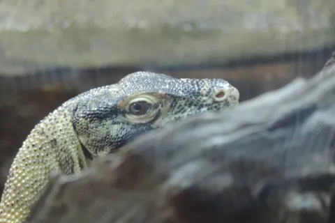 A monitor lizard's patterned head and eye appear in close-up beside a dark branch inside an enclosure.