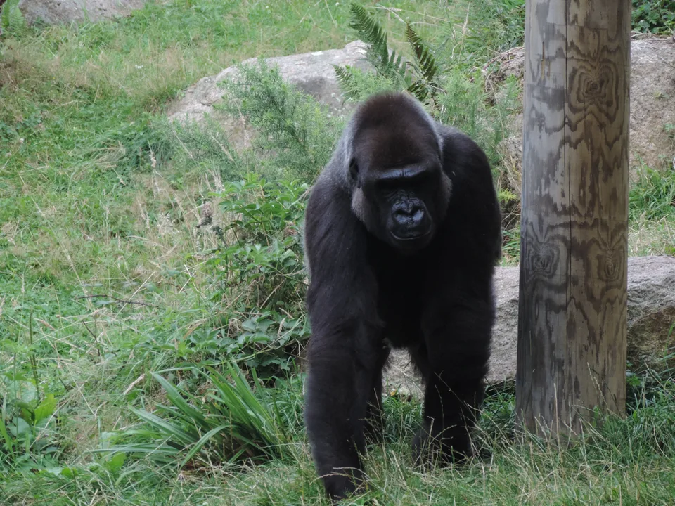 A dark-furred gorilla stands beside a tree trunk among grass and rocks inside an outdoor enclosure.