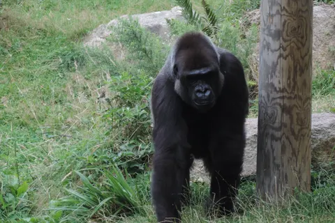 A dark-furred gorilla stands beside a tree trunk among grass and rocks inside an outdoor enclosure.