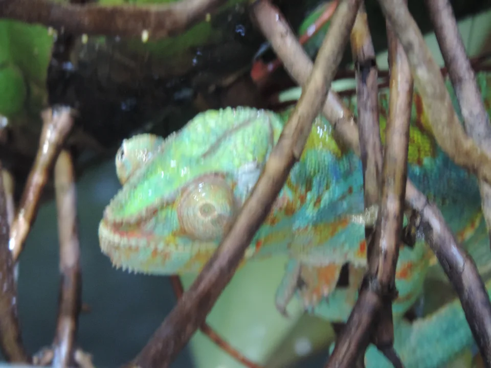 A green chameleon with textured skin perches among thin brown branches and green leaves.