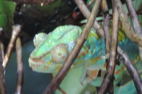 A green chameleon with textured skin perches among thin brown branches and green leaves.