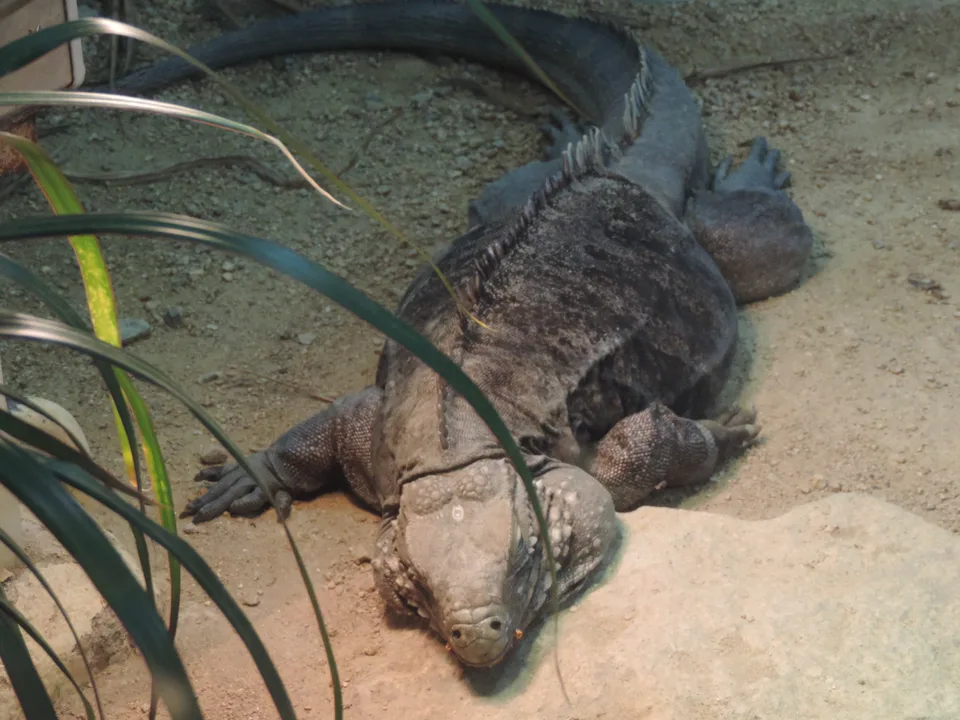 A large grey-brown lizard rests among rocks and long green leaves, photographed through an enclosure window.