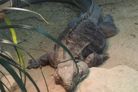 A large grey-brown lizard rests among rocks and long green leaves, photographed through an enclosure window.