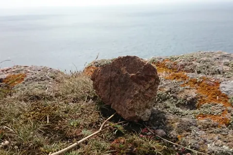 A lichen-covered rock and dry coastal grass overlook a calm blue-grey sea.