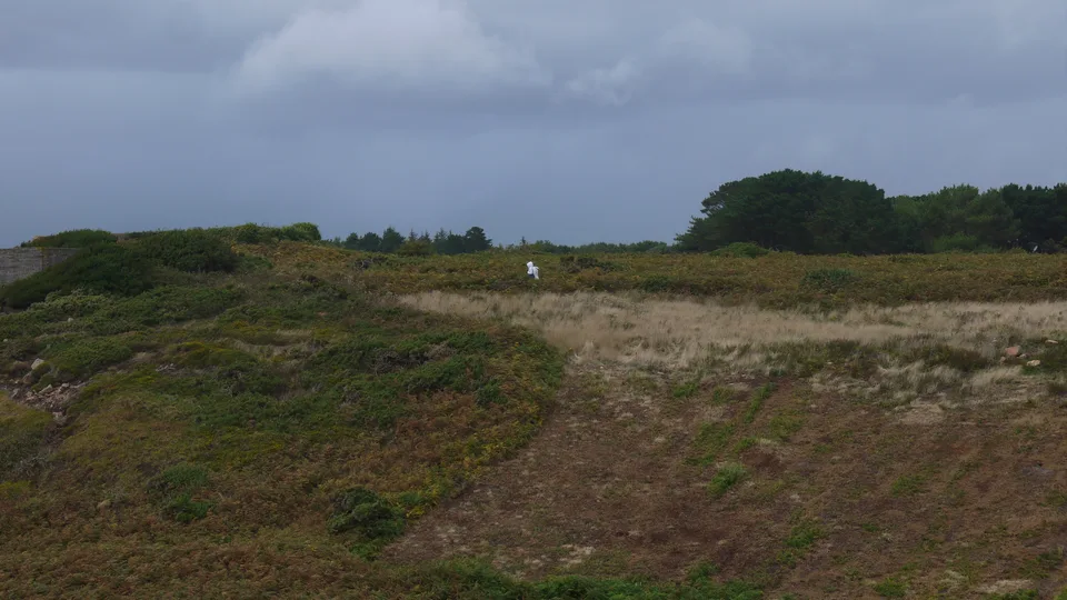 Dry grass and low coastal plants cover an open meadow bordered by a line of trees beneath a grey sky.