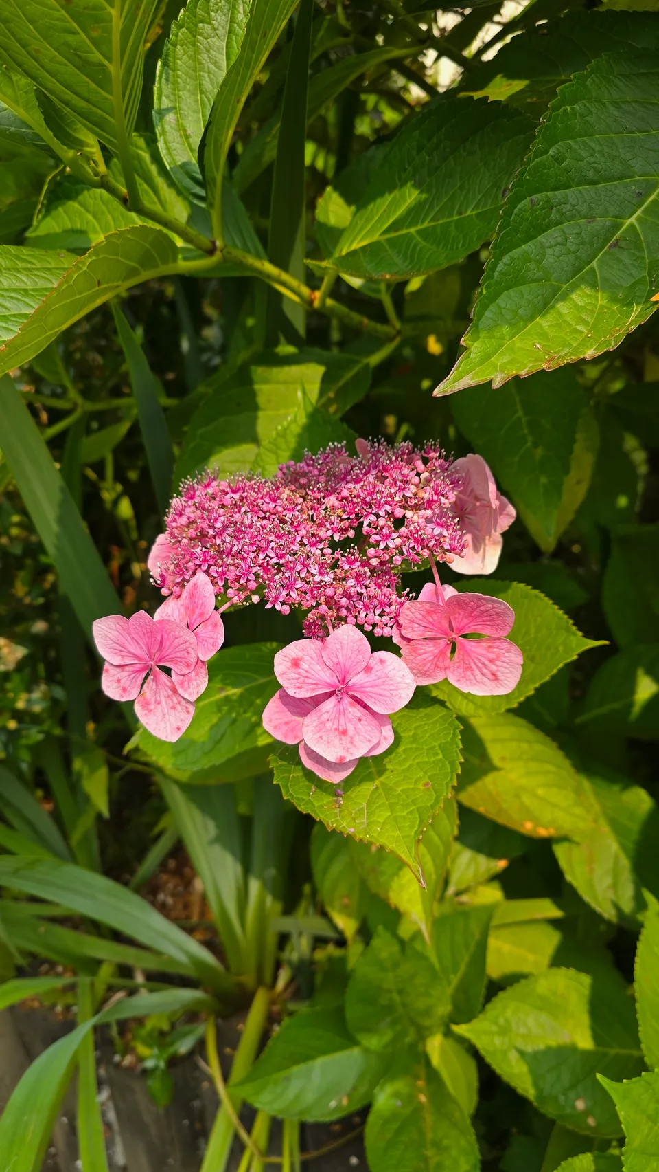 Pink hydrangea flower clusters stand among large green leaves beside a garden wall.