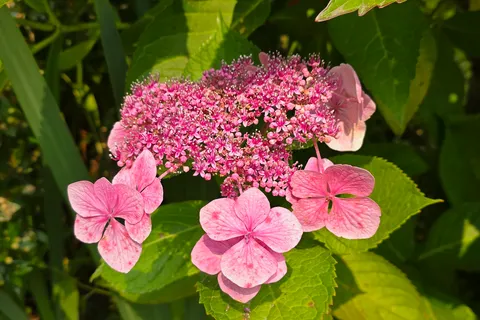 Pink hydrangea flower clusters stand among large green leaves beside a garden wall.