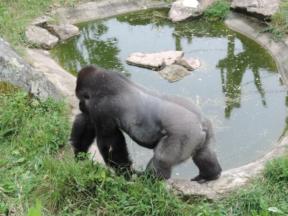 A silverback gorilla stands beside a green pool surrounded by rocks and grass in an outdoor enclosure.