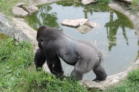 A silverback gorilla stands beside a green pool surrounded by rocks and grass in an outdoor enclosure.